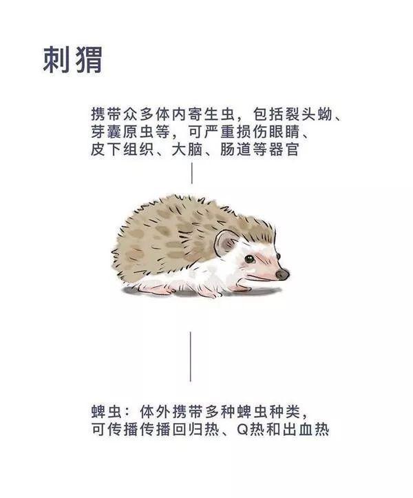 吃野兔都有风险！餐桌上的“野味“藏着哪些致命病毒？