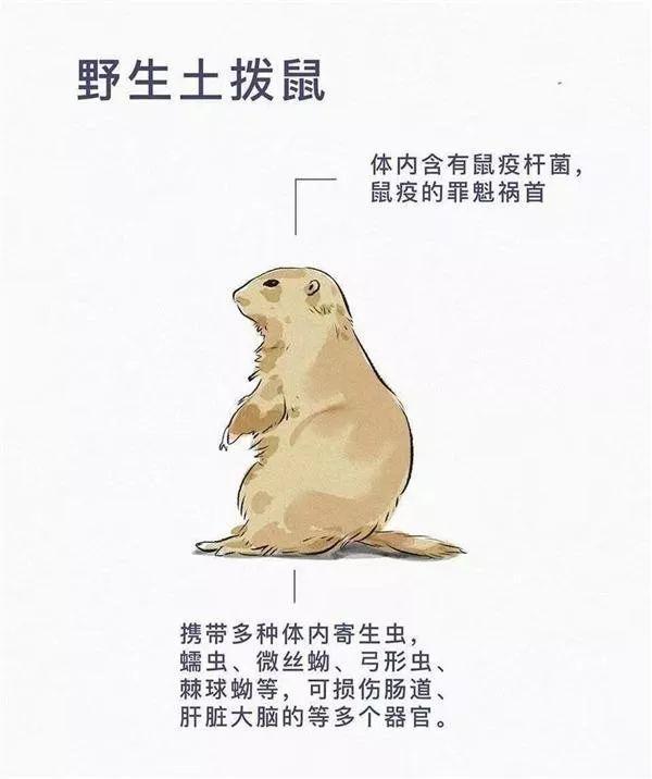 吃野兔都有风险！餐桌上的“野味“藏着哪些致命病毒？