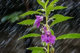 「竹之声」你是一场突如其来的风雨 作者：巴凌志 朗诵：竹图片