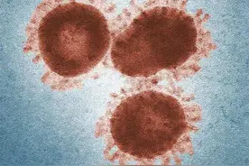 科学家发现了一种阻止COVID-19感染的新方法图片