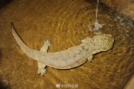 湖南禁止娃娃鱼交易和食用图片