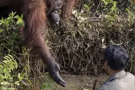 红毛猩猩伸手施救遭无视 陷泥潭管理员：野生动物 谁知道会干啥图片
