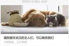 那些留守武汉的小动物还好吗？图片