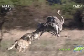 人与自然：猎豹鸵鸟谁跑的快？看看猎豹捕杀鸵鸟全过程，就知道了视频封面