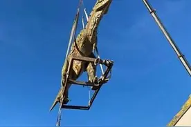 满满的爱！英国父亲网购6米长恐龙雕像送儿子 起重机运到家图片