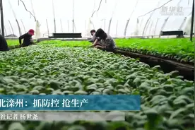 河北滦州：抓防控 抢生产视频封面