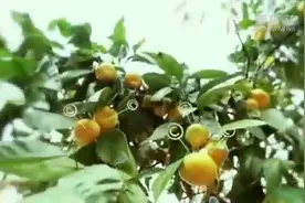 【中国财富报道】维生素国外报价 大涨产业热度“疫”外升温视频封面