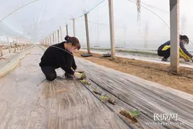 最强大风袭击京津冀 河北蔬菜大棚受损不大图片