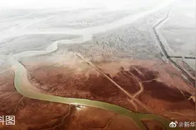 黄河三角洲应急生态补水超8000万立方米图片
