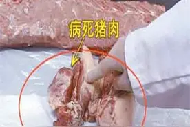 病死猪肉与正常新鲜猪肉的识别技巧图片
