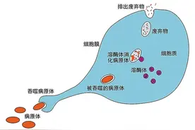 病毒是如何侵入人体 让人发病的？图片