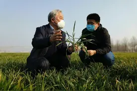 疫情肆虐之际，他们走向麦田图片