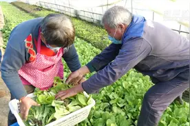 你“云买菜”的背后 是他们在奔忙视频封面