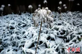 重庆高海拔地区飘雪 武陵山大裂谷银装素裹图片