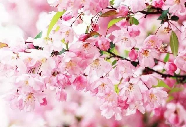 关于桃花的古诗（48首桃花诗词）