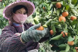 广西乐业县百坭村采摘50吨砂糖橘驰援黄冈图片
