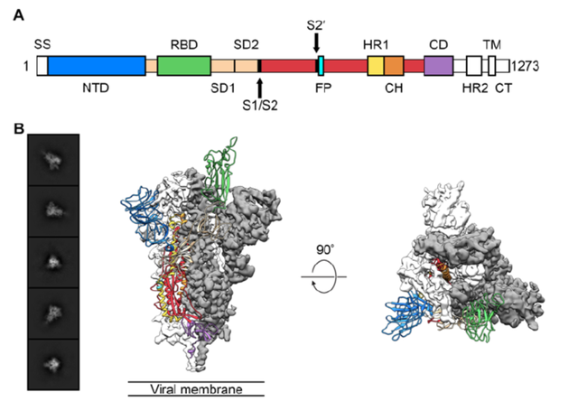 新冠病毒为何更易传染？冷冻电镜图解病毒进入细胞的“钥匙”