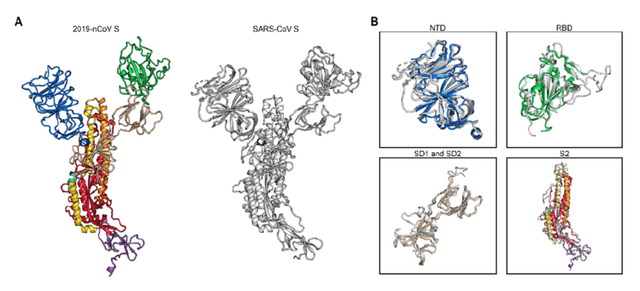 新冠病毒为何更易传染？冷冻电镜图解病毒进入细胞的“钥匙”