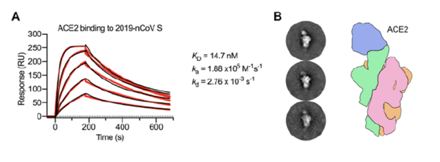 新冠病毒为何更易传染？冷冻电镜图解病毒进入细胞的“钥匙”
