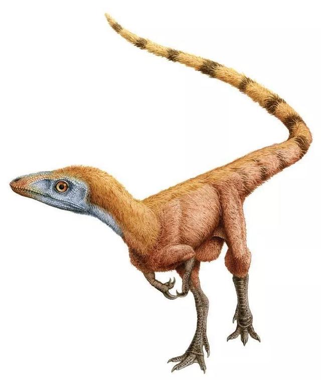 (中华龙鸟不是鸟实际是恐龙的一种)-第14张图片