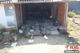 云南森林公安破获今年来最大非法猎捕野生动物案件图片