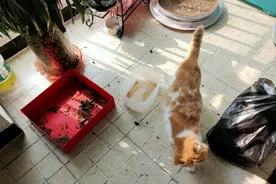 武汉“留守宠物救助”中止，公益人士呼吁同小区互助图片