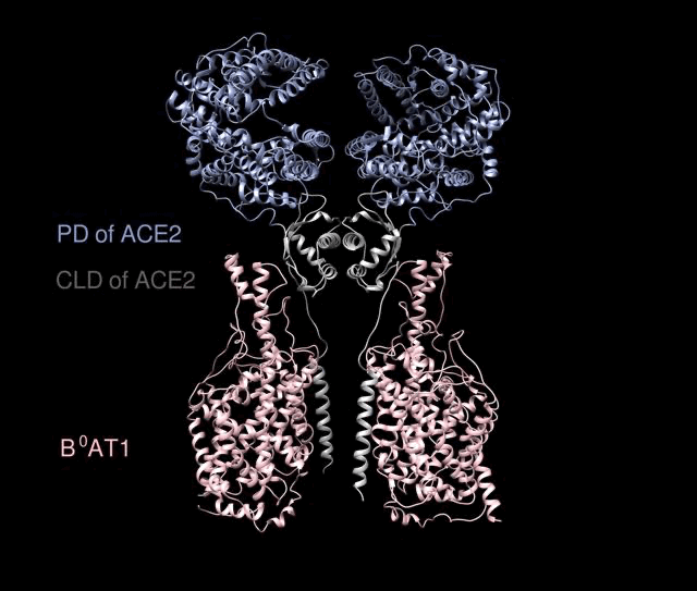 重大突破！西湖大学、清华和中科院三团队，率先解析出新冠病毒S蛋白与人细胞受体ACE2的复合结构