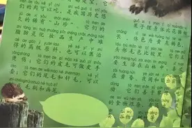 果子狸、小熊猫、小浣熊傻傻分不清楚图片