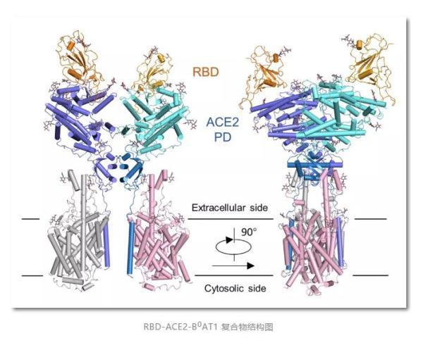 西湖大学研究团队又获重大突破:深度解密新冠病毒侵染人体一刻