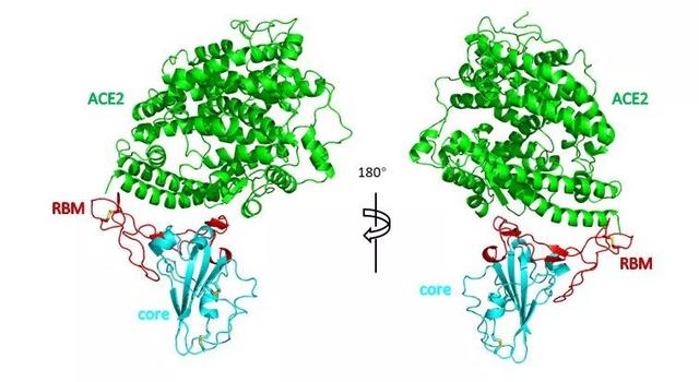 重大突破！清华团队准确定位新冠病毒和受体相互作用位点