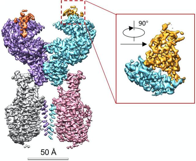 重大突破！西湖大学、清华和中科院三团队，率先解析出新冠病毒S蛋白与人细胞受体ACE2的复合结构