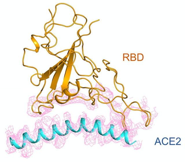 重大突破！西湖大学、清华和中科院三团队，率先解析出新冠病毒S蛋白与人细胞受体ACE2的复合结构
