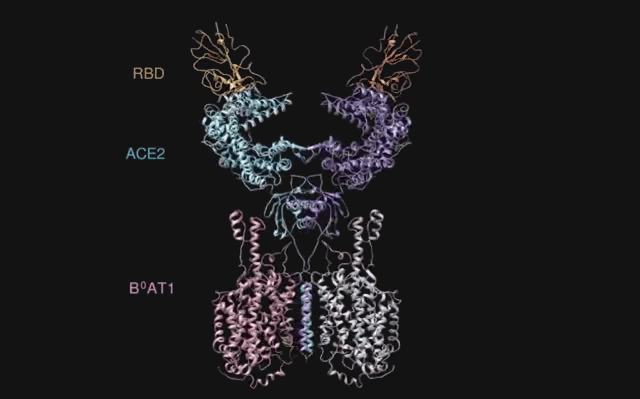 重大突破！西湖大学、清华和中科院三团队，率先解析出新冠病毒S蛋白与人细胞受体ACE2的复合结构