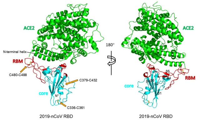 重大突破！西湖大学、清华和中科院三团队，率先解析出新冠病毒S蛋白与人细胞受体ACE2的复合结构