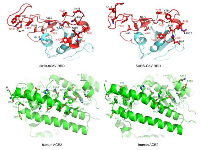 重大突破！西湖大学、清华和中科院三团队，率先解析出新冠病毒S蛋白与人细胞受体ACE2的复合结构