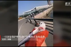 一只国家保护野生动物红嘴鸥在青岛获救视频封面