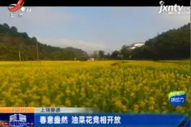 上饶婺源：春意盎然 油菜花竞相开放视频封面