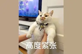 三胞胎姐妹离奇失踪！爸爸以为孩子怕开学逃了，真相让人意外图片