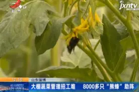 山东淄博：大棚蔬菜管理招工难 8000多只“熊蜂”助阵视频封面