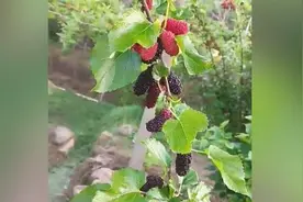 桑葚因疫情批发量大减，走电商包装成本高视频封面
