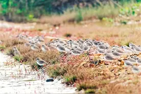 能听到心跳的生物繁盛之地图片