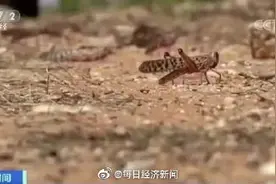吃货治蝗？醒醒吧，群居蝗虫有毒图片