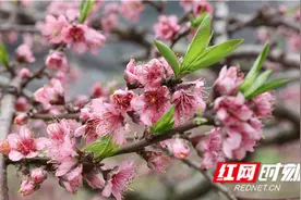 江永：千亩桃花映瑶山图片