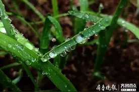 被春雨洗过的济南，娇艳欲滴的嫩芽带来春的气息图片