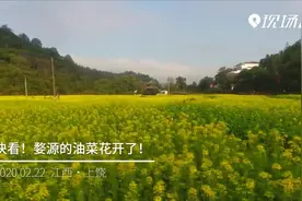 好看！婺源的油菜花开了视频封面