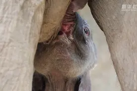 中国云南亚洲象种源繁育及救助中心喜迎第9头小象诞生