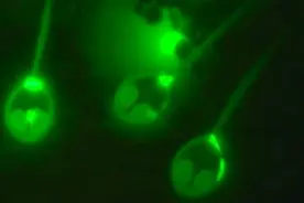 科学家发现了第一个不呼吸氧气的动物或为探究地外生命新突破图片