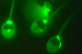 科学家发现地球上首个不呼吸的动物：不靠氧气获取能量图片