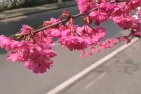 武大早樱开了，学生：等我回“珈”视频封面
