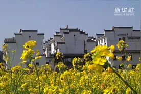 “最美乡村”江西婺源迎来油菜花开视频封面